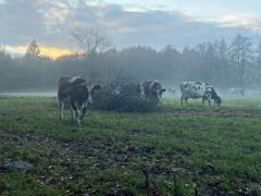 Foto van koeien in het Leijense Bos