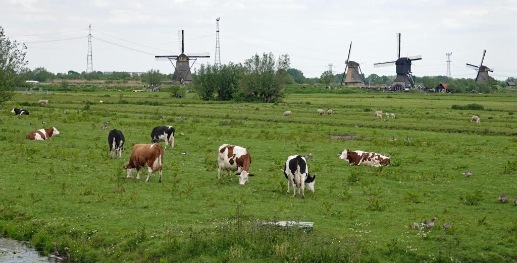 Foto van vee bij Kinderdijk