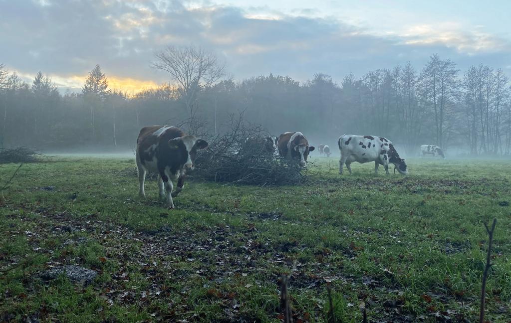 Foto van koeien in het Leijense Bos