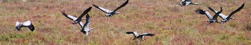 Foto: vogels boven natuurlijk grasland