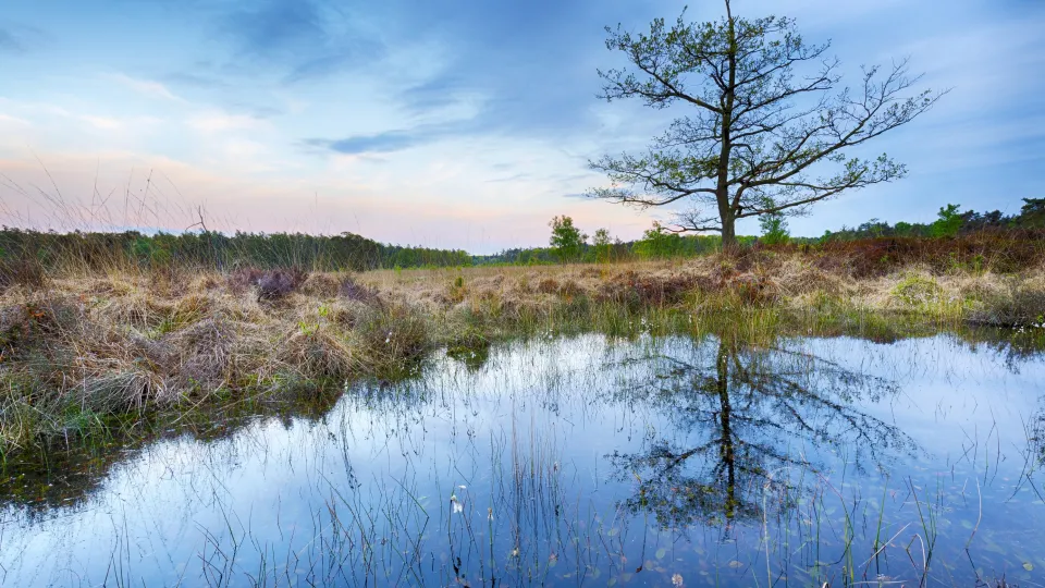 Foto van een ven met een enkele boom. Een voorbeeld van natte natuur