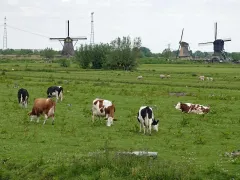 Foto van vee bij Kinderdijk