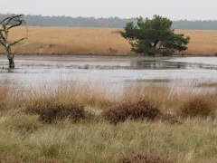 Foto van een vergrast landschap op de Hoge Veluwe