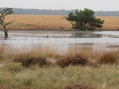 Foto van een vergrast landschap op de Hoge Veluwe