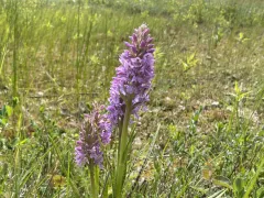 Foto van een orchidee in het Voornes Duin