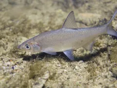 freshwater fish