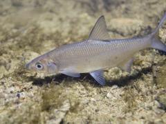 freshwater fish