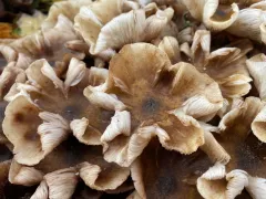 Paddenstoelen in het Leijense bos