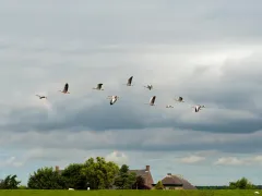 Foto Grauwe ganzen in de vlucht boven agrarisch gebied