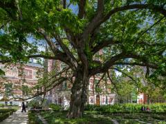 Boom in de tuin van het Rijksmuseum