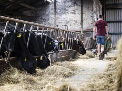 Koeien met boer in de stal