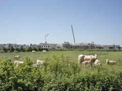 Koeien met woningbouw