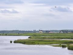 Een uiterwaarde met woningbouw op de achtergrond