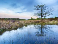Foto van een ven met een enkele boom. Een voorbeeld van natte natuur