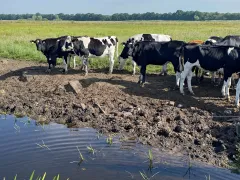 Foto van koeien in een extensief beheerde weide bij het Naardermeer