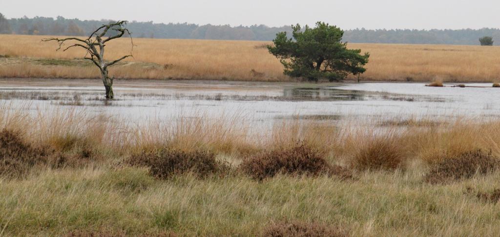 Foto van een vergrast landschap op de Hoge Veluwe