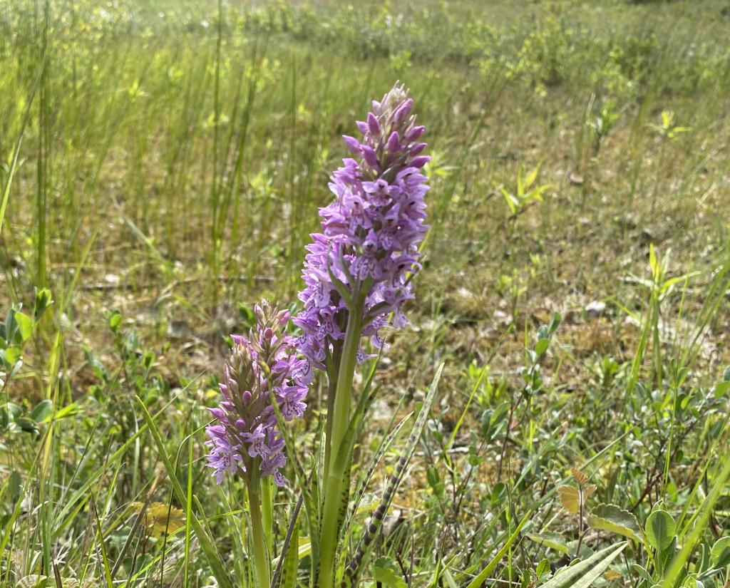 Foto van een orchidee in het Voornes Duin