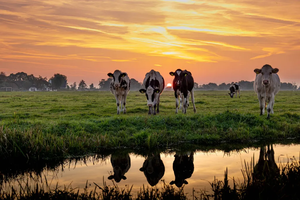 Zwart-bont vee in het Groene Hart (sfeerbeeld)