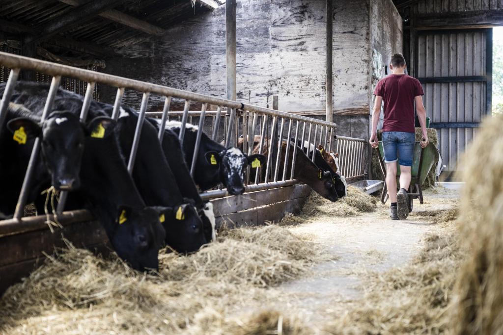 Koeien met boer in de stal