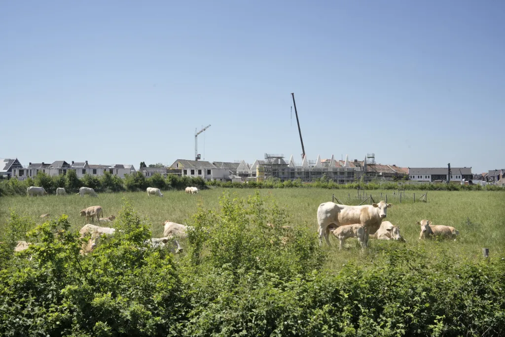 Koeien met woningbouw