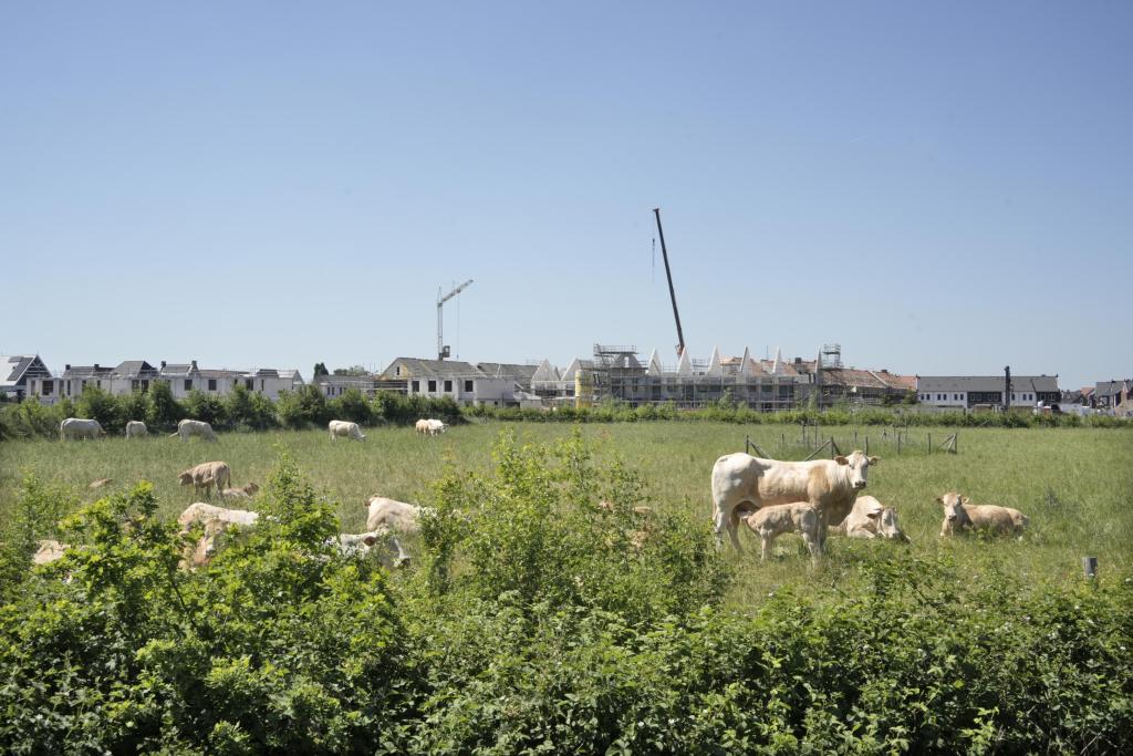 Koeien met woningbouw