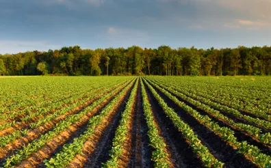 aardappelveld