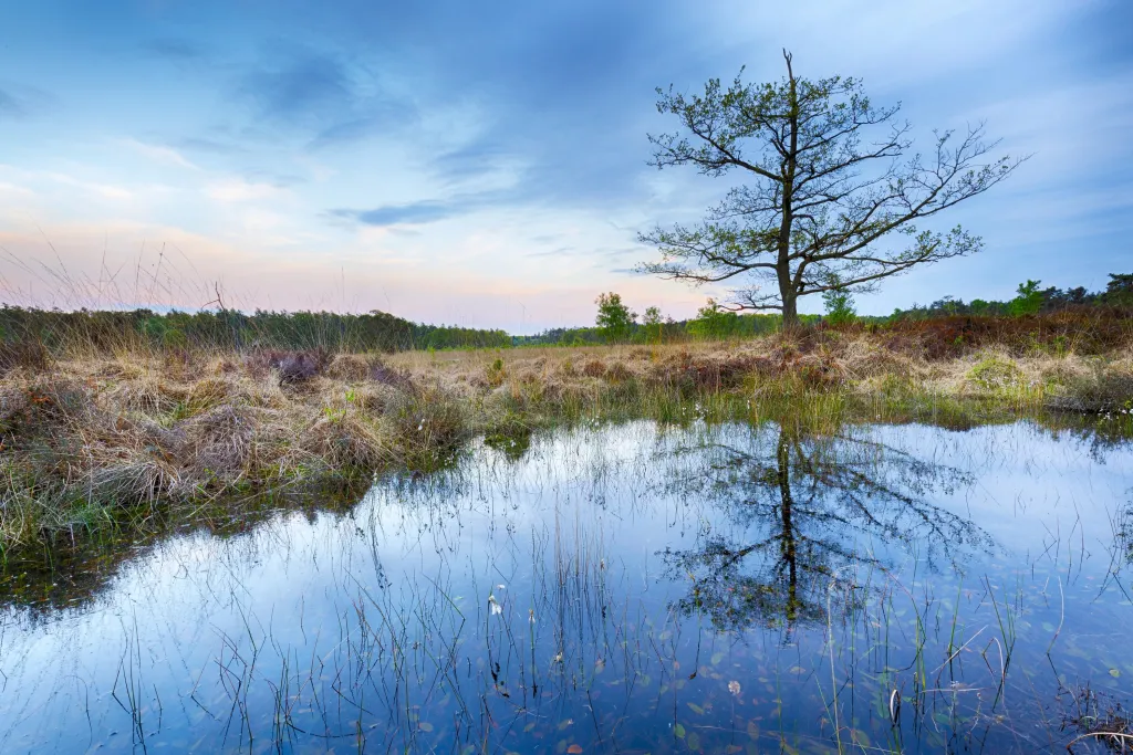 Foto van een ven met een enkele boom. Een voorbeeld van natte natuur