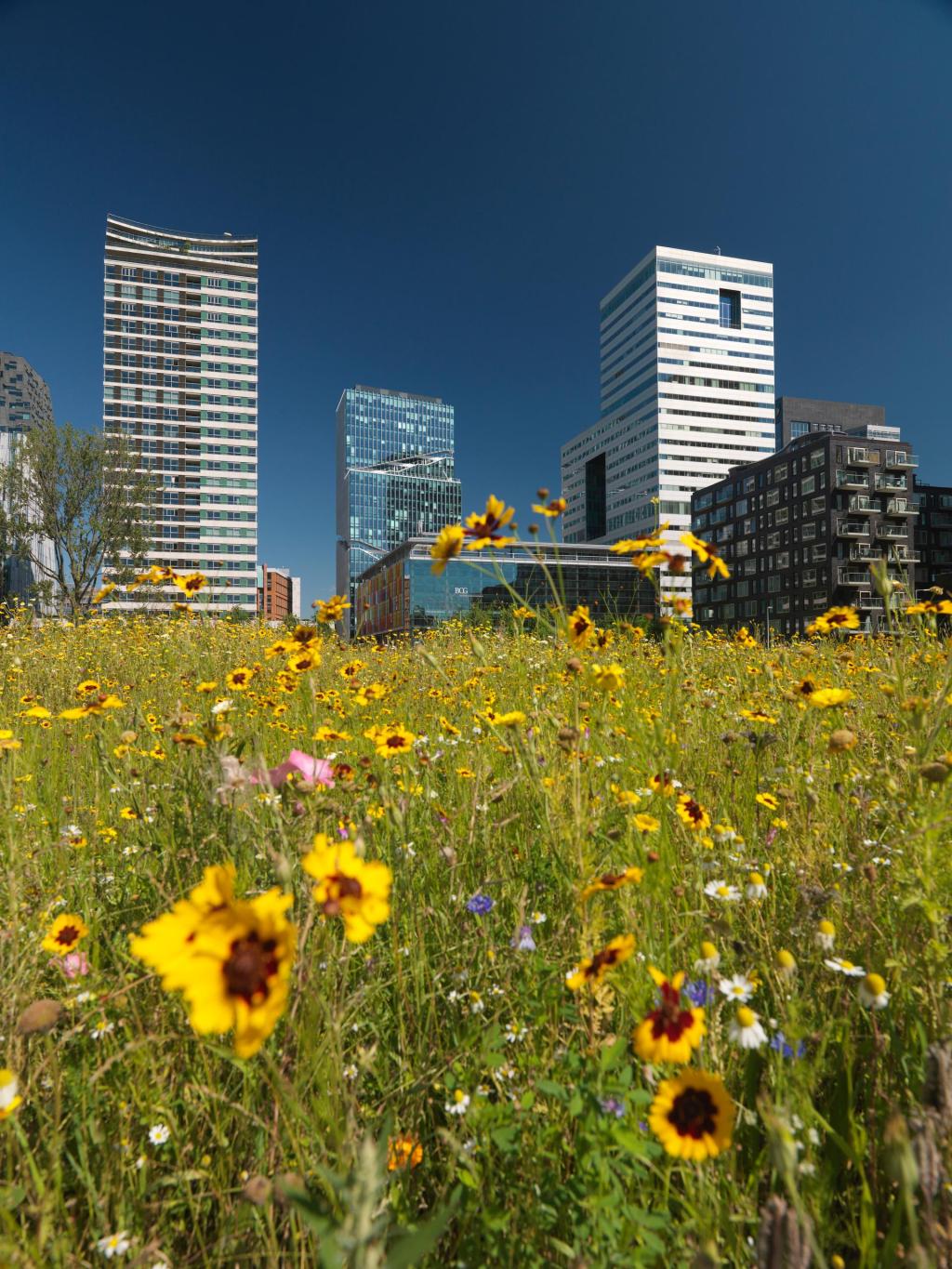 Flowering roadside