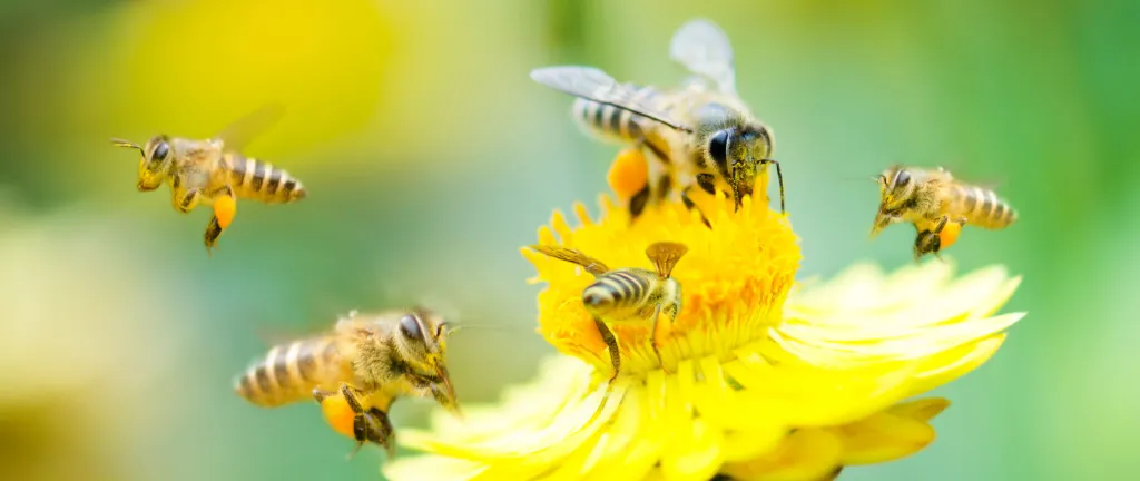 Bijen die voor bestuiving zorgen zijn een voorbeeld van een ecosysteemdienst