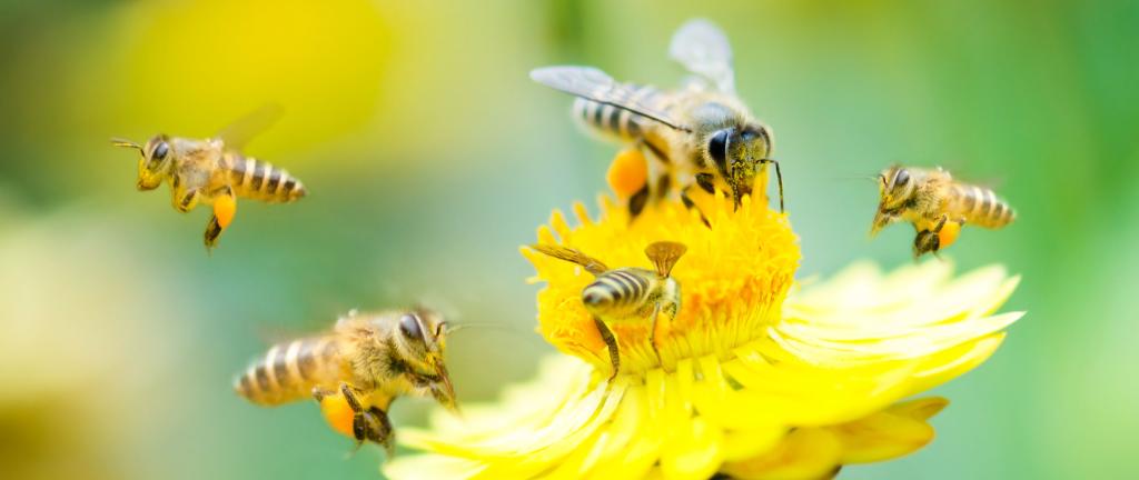 Bestuivende bijen Bijen die voor bestuiving zorgen zijn een voorbeeld van een ecosysteemdienst