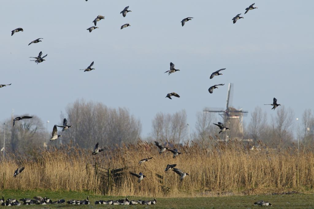 Weidevogels in Hollands landschap