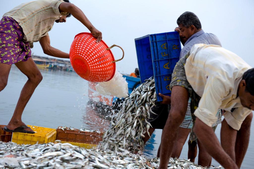 Photo of Fishermen in Kannur, India