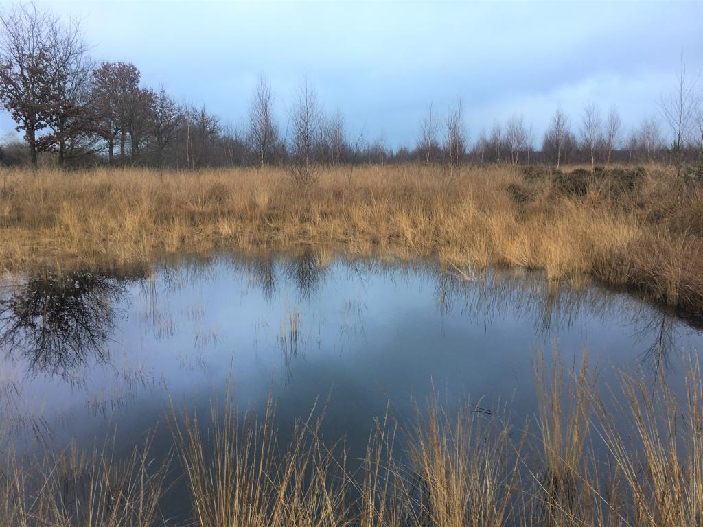 Photo Peatland in the Netherlands