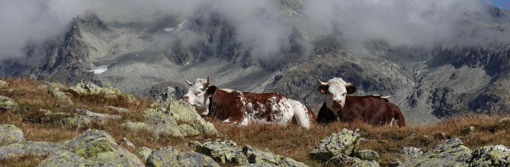 Cows in Grand Paradiso