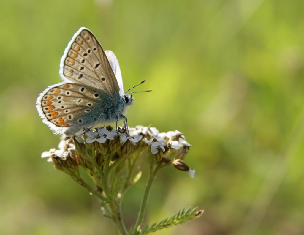 Foto van Icarusblauwtje