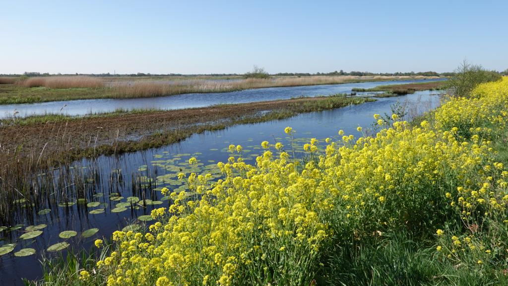 Natuurgebied de Westbroekse Zodden Natuurgebied de Westbroekse Zodden