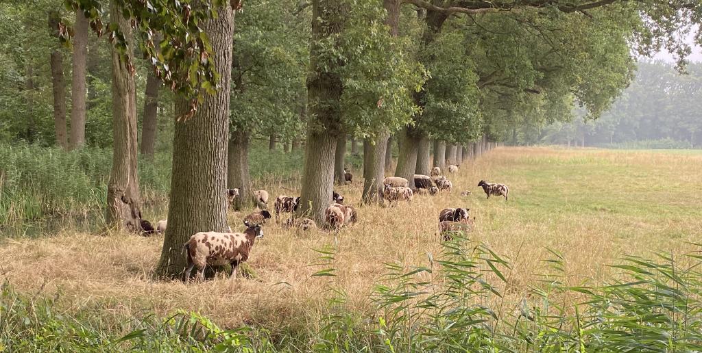 Extensieve veeteelt op landgoed Leeuwenburg