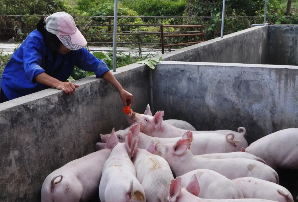 Pig feeding