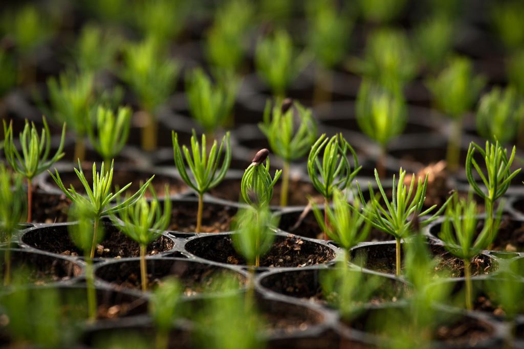 Reforestation