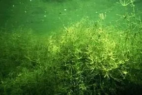 Foto 2 : Helder meer met waterplanten (kranswieren)
