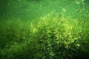 Foto 2 : Helder meer met waterplanten (kranswieren)