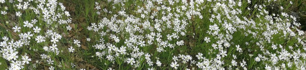 Grote muurbloem.