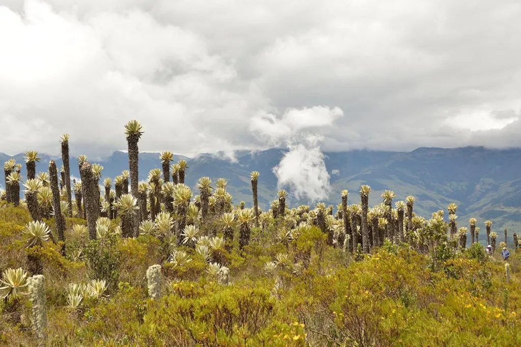 Photo Paramos Ecological Restoration Project, Colombia, 2020