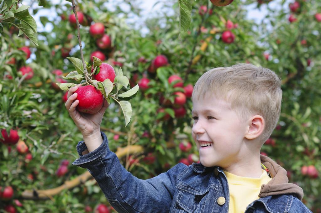 Foto van jongen die appel plukt Foto van jongen die appel plukt