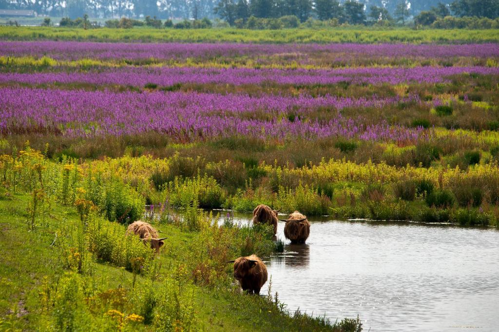 Photo Nature restoration in the Netherlands