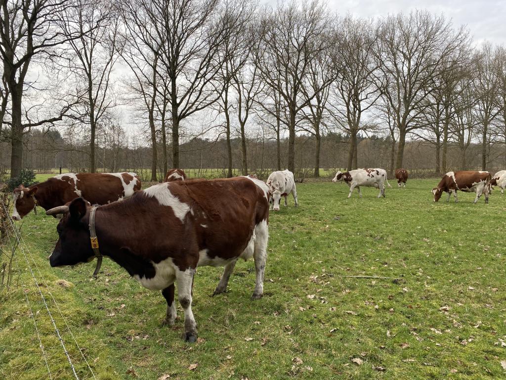 Koe in de wei Deze foto laat koeien in de wei zien