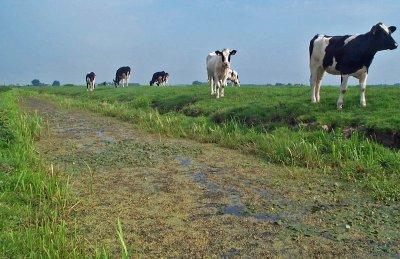 Foto: koeien in de wei langs een sloot