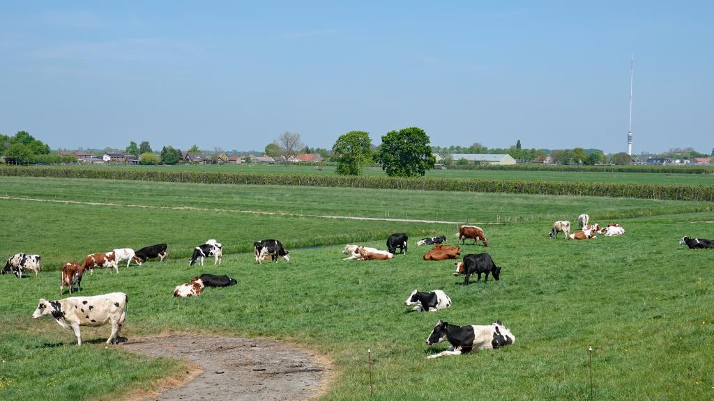 Koeien bij Cabouw De veeteelt is een belangrijke bron van het broeikasgas methaan
