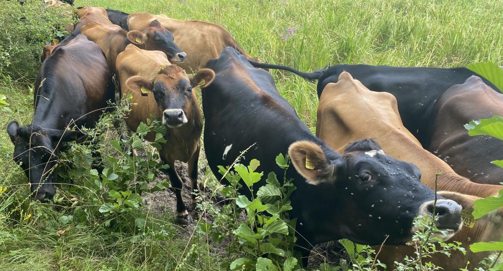 Koeien in de Everdinger uiterwaarden Koeien in de Everdinger uiterwaarden