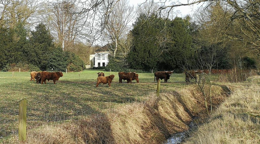 Extensieve landbouw in het Nationaal park het Drents-Friese Wold Koeien in het Drents-Friese